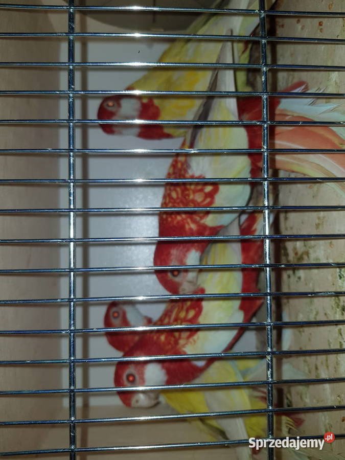 Rozelle białolice lutino rubino czerwone Wodzisław Śląski