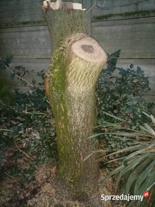 Pień orzecha włoskiego Kalisz sprzedam