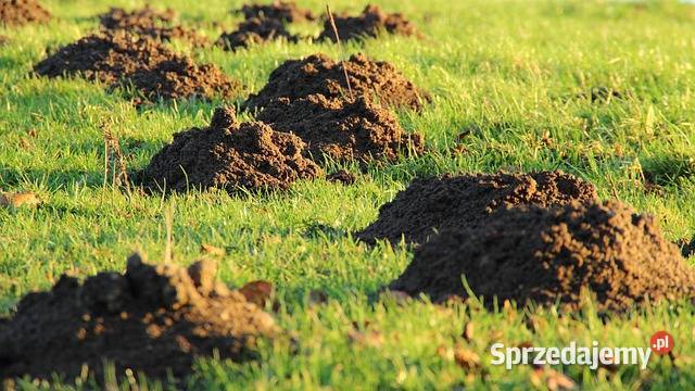 Kompleksowa usługa koszenia trawnika i prac pomorskie Gdańsk