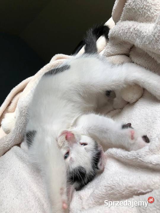 Śliczny mały kotek Pozostałe Zwierzęta