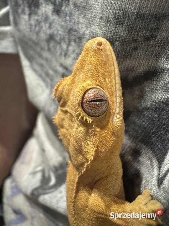Gekon orzęsiony samiczka