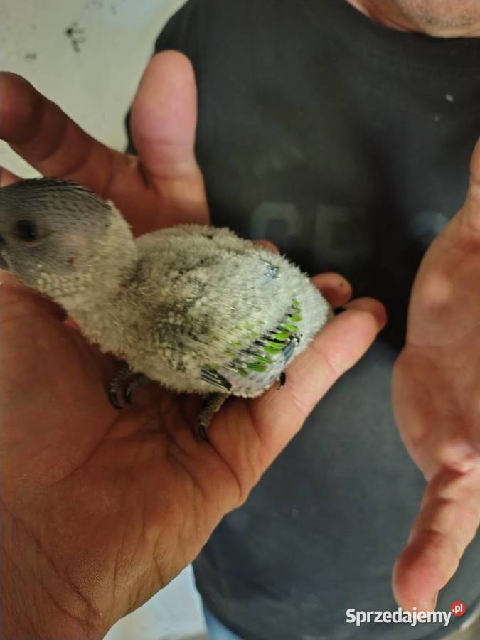 Do ręcznego karmienia młode Ptaki Chudów