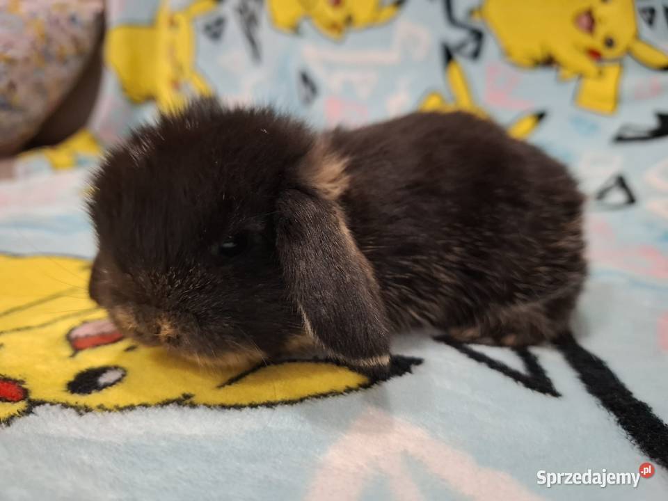 Karzełek baranek mini lop z oklapniętymi uszkami