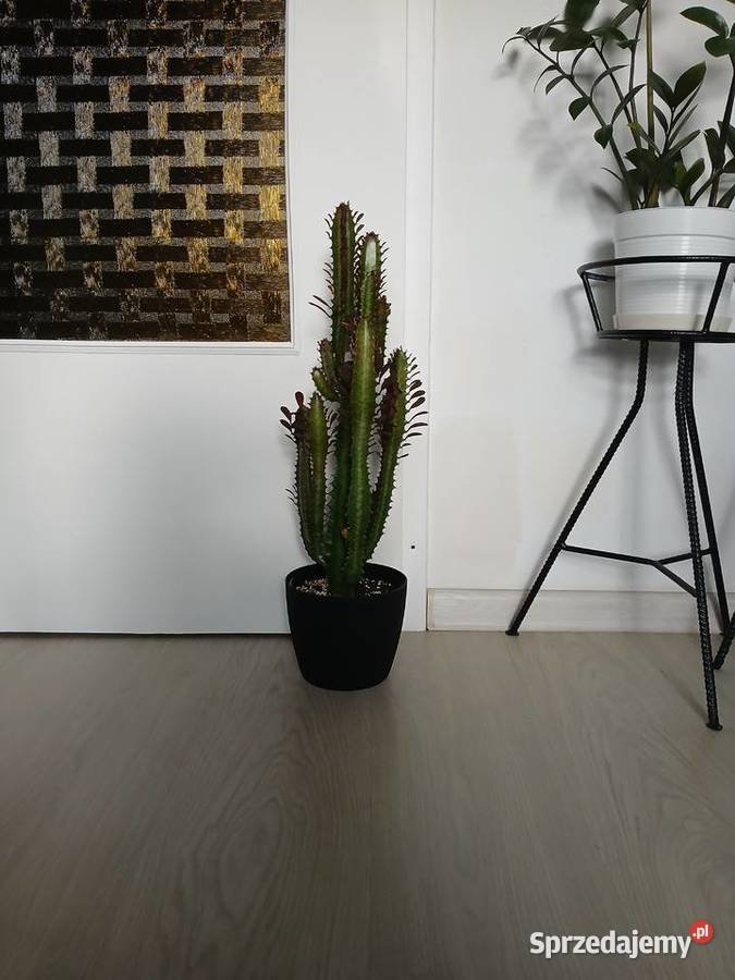 Euphorbia Trigona Rubra 60 wilczomlecz bordowy śląskie Częstochowa sprzedam