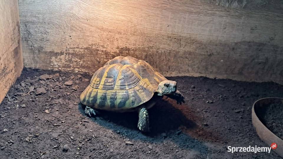 Terrarium z żółwiami opolskie sprzedam