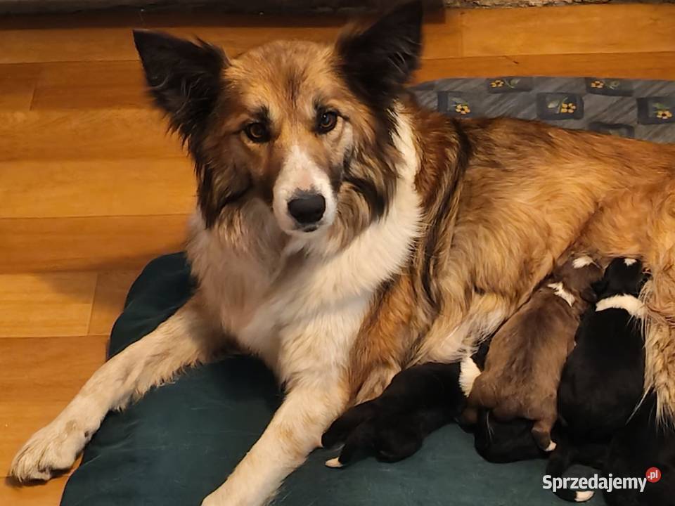 Szczeniak Border Collie Kolonowskie sprzedam