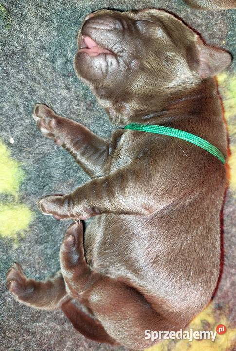 Labrador Retriever ZKwPFCI czekoladowe Szczawin