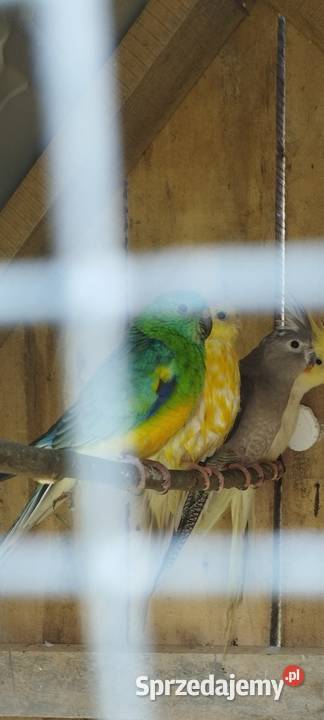 Para świergotek 2024 z woliery zewnętrznej 80 Gniewczyna Łańcucka