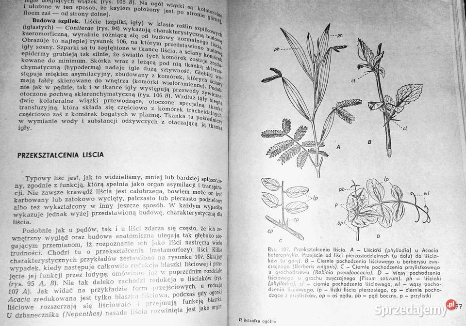 Botanika ogólna Wilhelm Nultsch Chełm