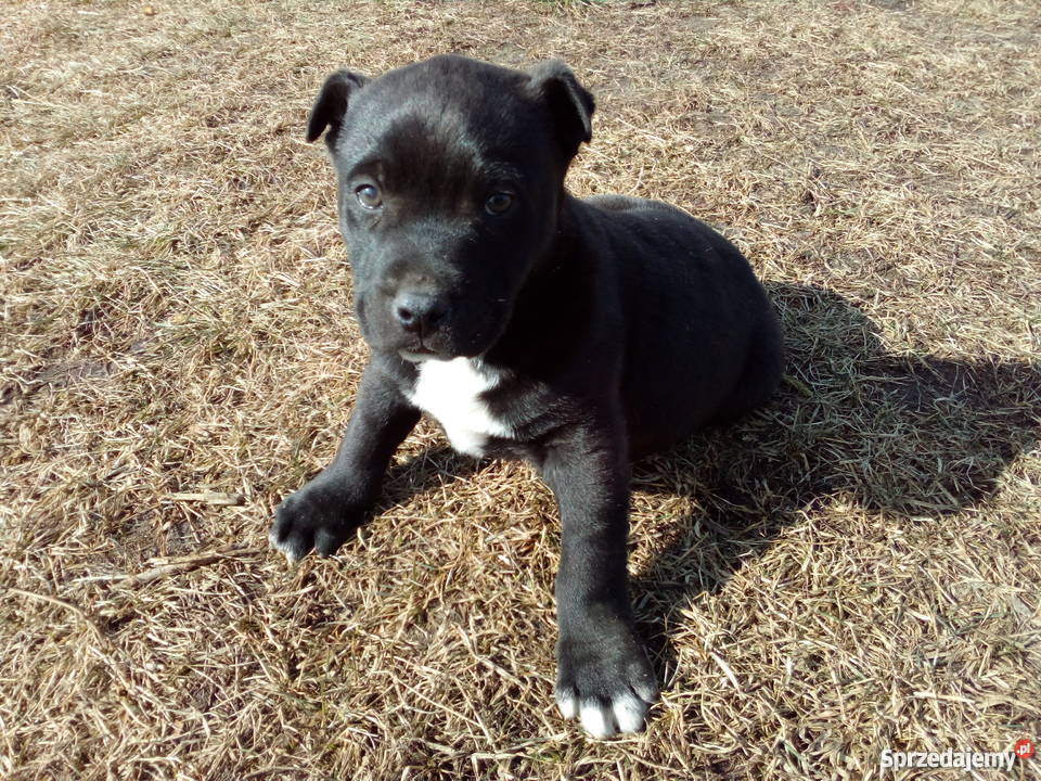 Sprzedam szczeniaka mieszańca labradora z pit
