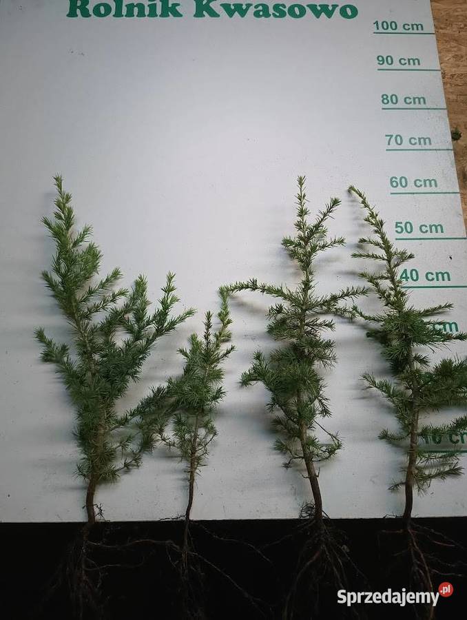 Cedr libani himalajski 30 60 Szczecinek