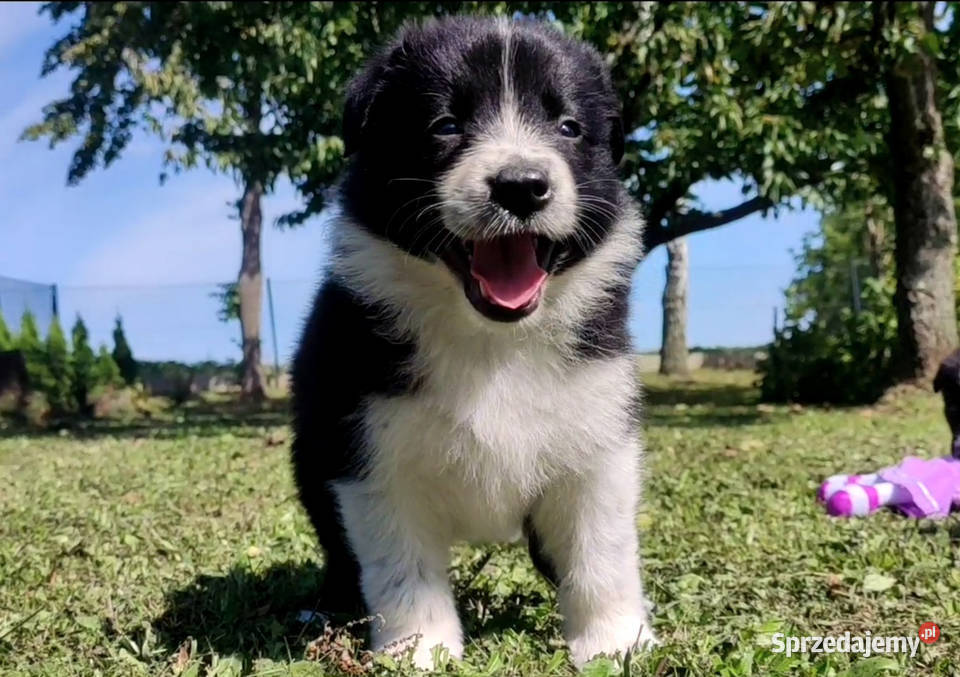 Rasowa i radosna suczka BORDER COLLIE pełną dok