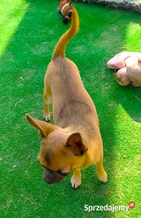 Chihuahua mini szczeniak puppy prawdziwy rodowód mazowieckie Radom sprzedam