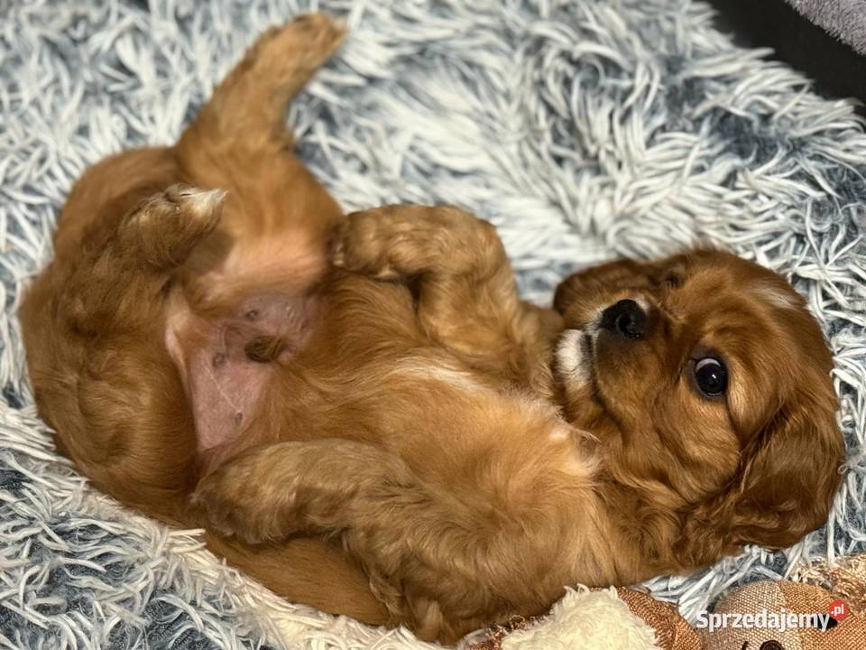 Cavalier King Charles Spaniel Siedlce sprzedam