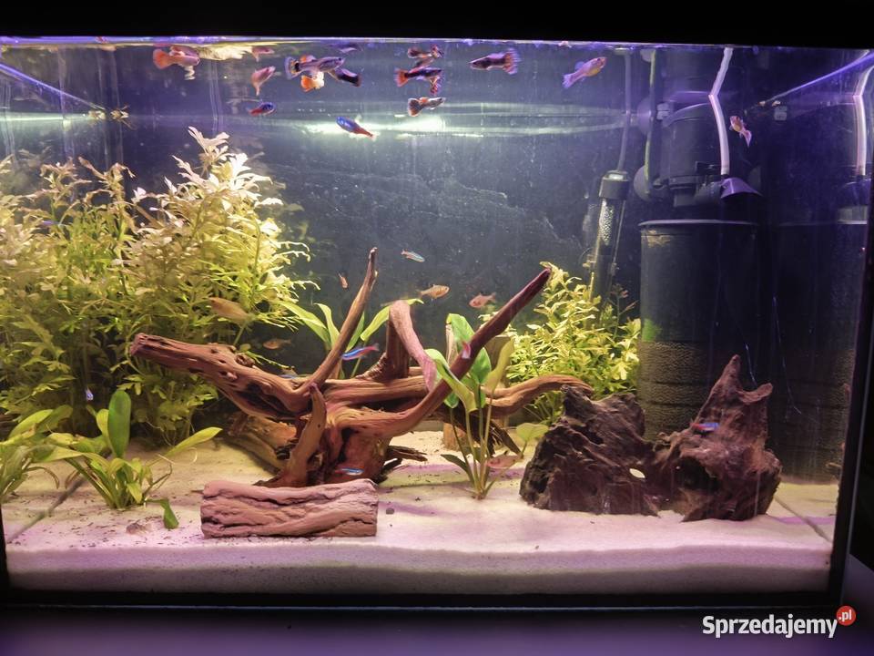 Akwarium zestaw 72l dolnośląskie Wałbrzych