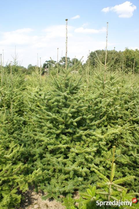 Choinki Świąteczne HURTDETAL mazowieckie