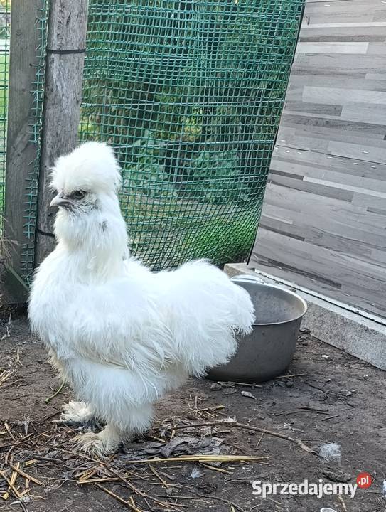 Silka jedwabista jaja lęgowe Papowo Biskupie sprzedam