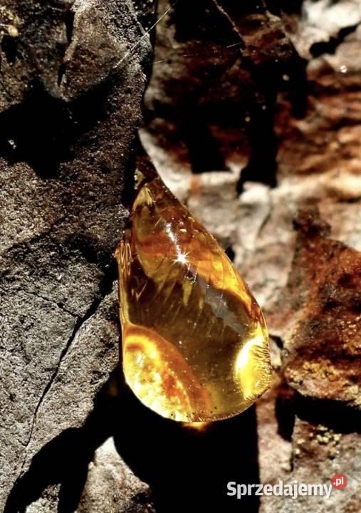 Rozpałka ognisko naturalna wojsko plener podlaskie sprzedam
