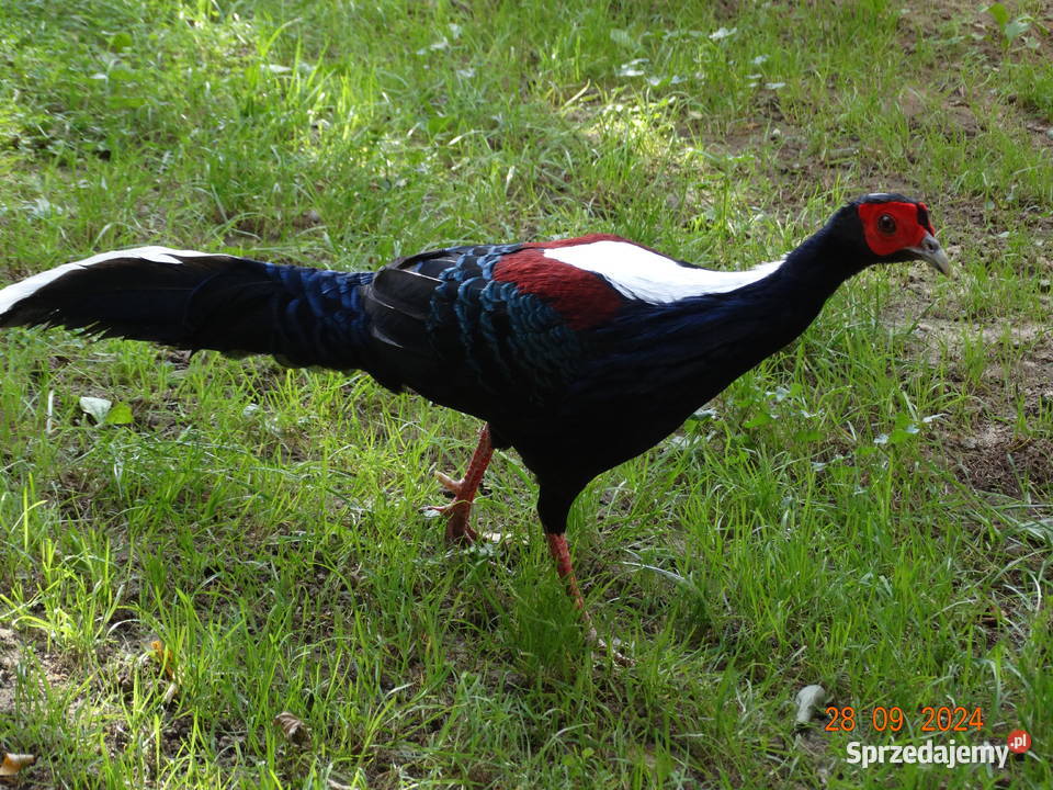 Sprzedam Bażanty Swinhoe Kiśćce Tajwańskie Ptaki Gostyń