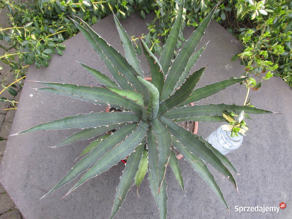 Odhodowana ponad 10 letnia agawa agave Kraków