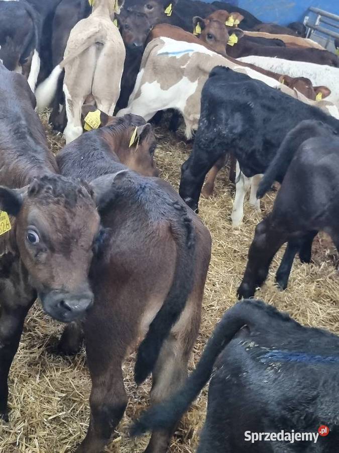 Byczki Jalowki Mięsne SM LM angus MM sprzedam