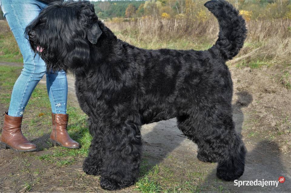 CZARNY TERIER ROSYJSKI szczenięta rodowodowe Szczecin