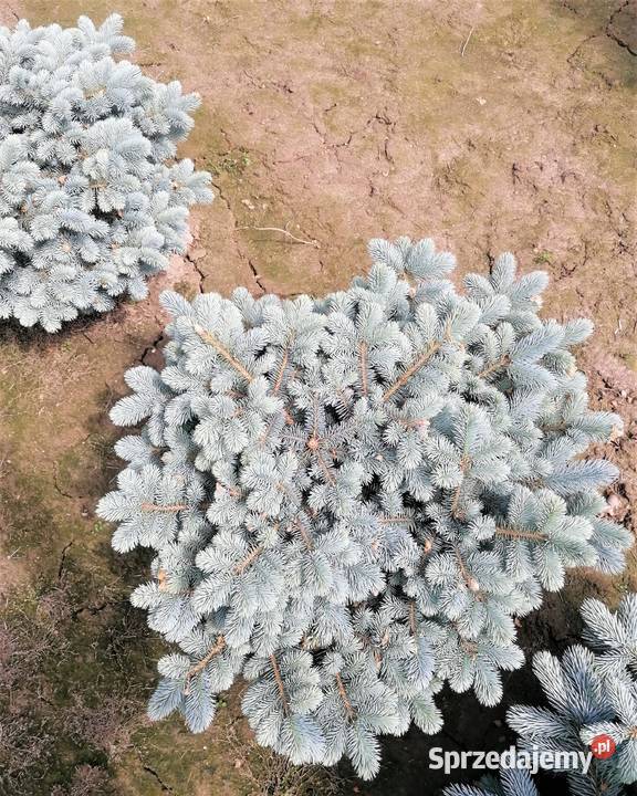 Świerk kłujący Glauka Globosa Średnica 80100 Skała