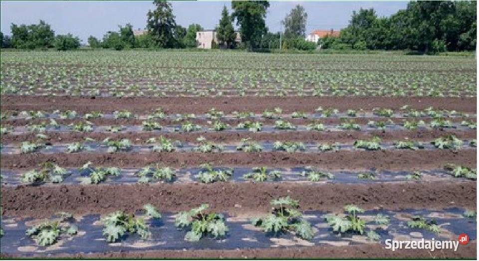 Folia Do Ściółkowania Biodegradowalna EKO Skwierzyna