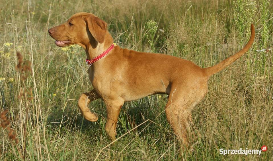 Wyżeł węgierski krótkowłosy hodowla z Bagiennych lubelskie Hola
