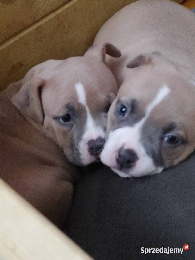 Wyjatkowe American Bully Pocket Extreme ABKC Głogów sprzedam