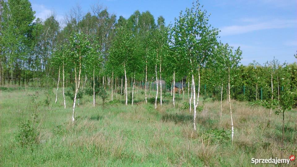 Działka budowlana Tomaszów Maz Ciebłowice Duże sprzedam