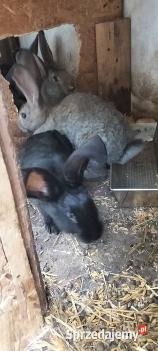 Sprzedam króliki wiosenne lubelskie