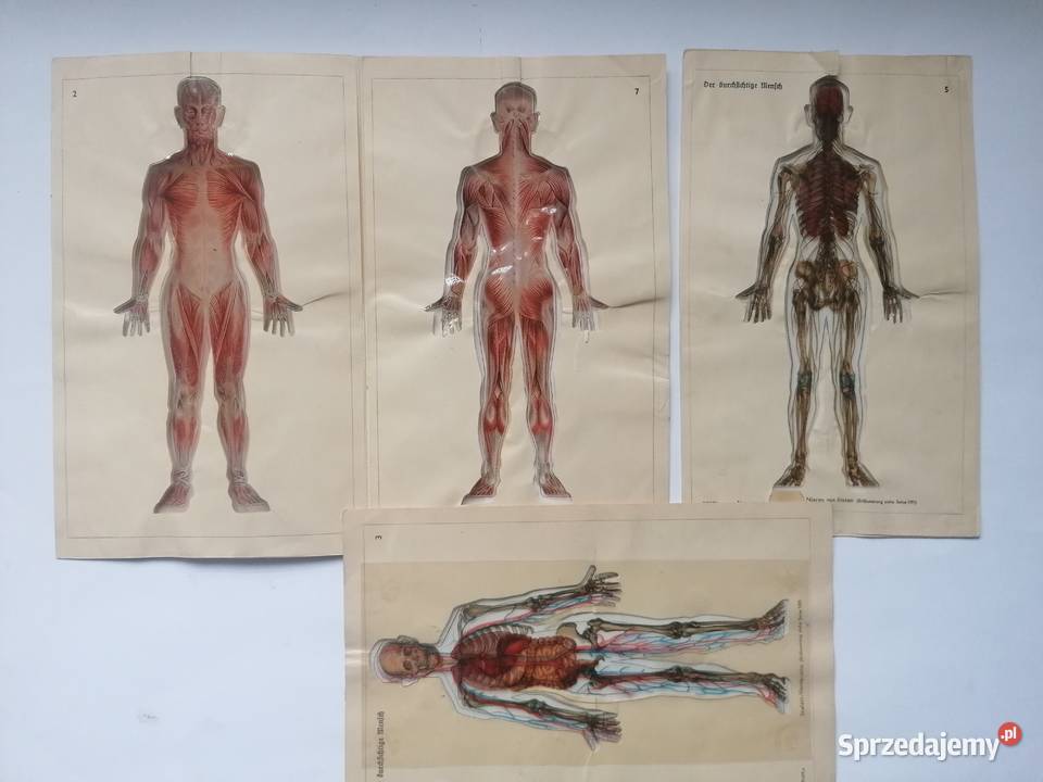 książka anatomia ciała 1936r DrHerbert Michael Piotrków Trybunalski