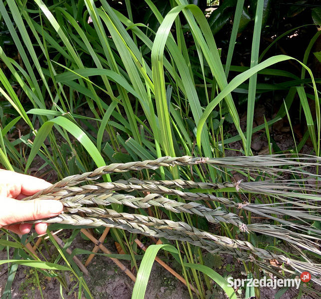 Turówka wonna żubrówka kadzidło warkocz Indianie Kraków