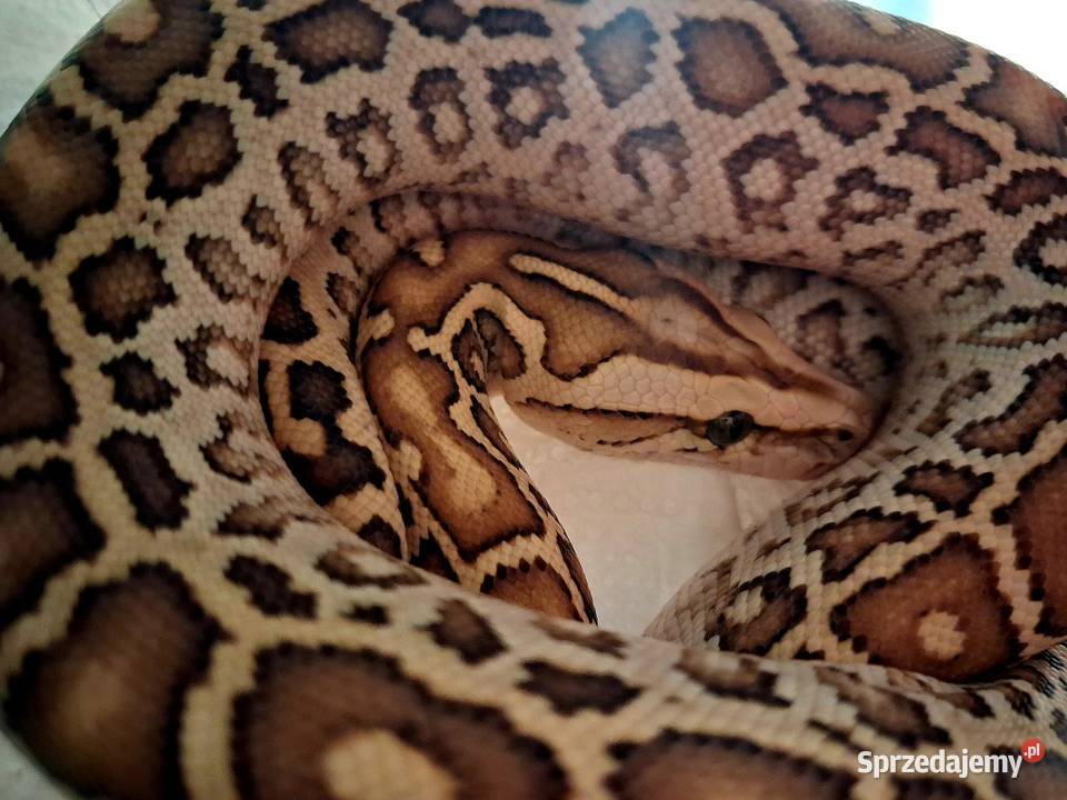 Młode Pytony birmańskie Python bivittatus Gady i płazy