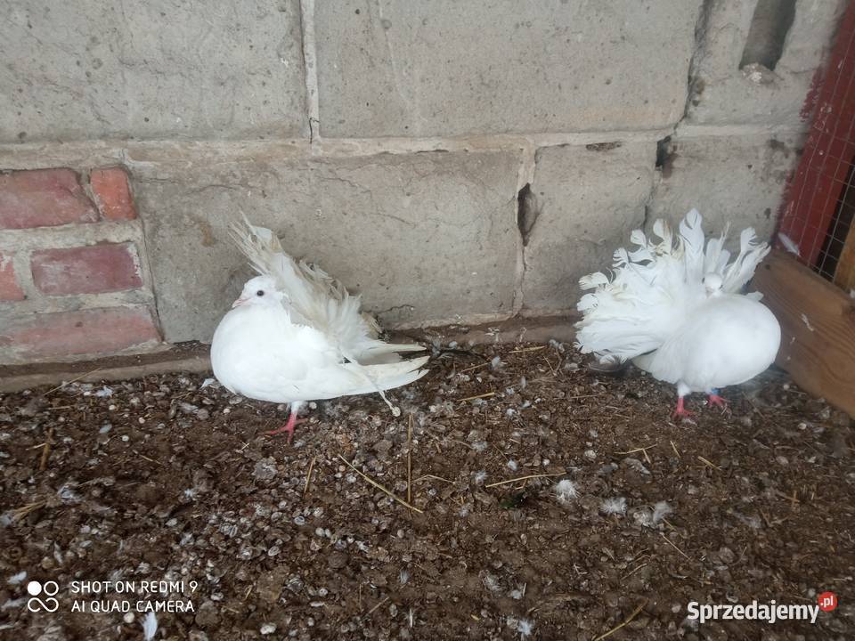 Pawiki gołębie białe siwe czarne boki siwe boki Zamość sprzedam