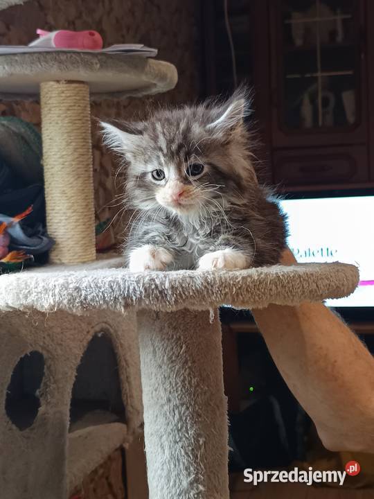 Śliczne kocięta Maine coon z rodowodem sprzedam