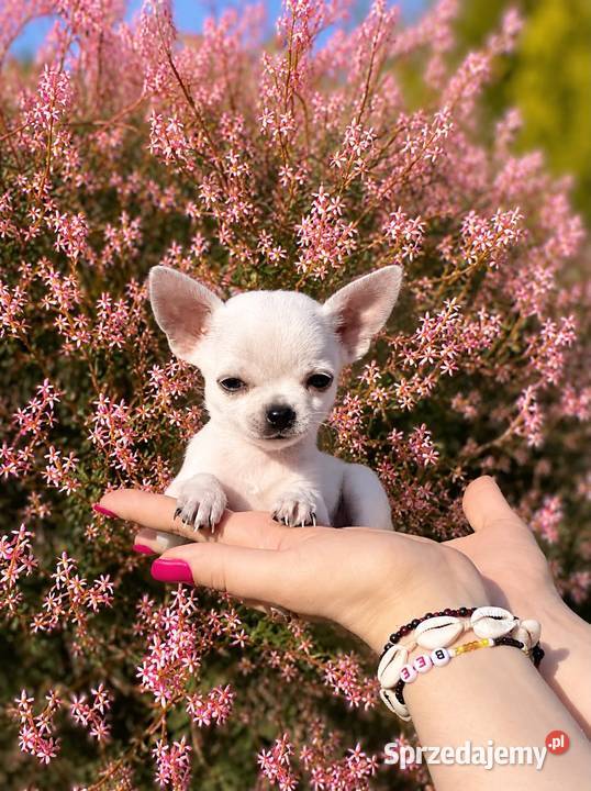 Chihuahua szczenięta FCI Bełchatów