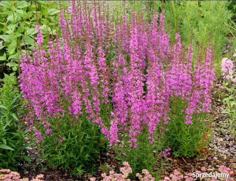 HIT Krwawnica pospolita Idealna do każdego wielkopolskie Poznań sprzedam