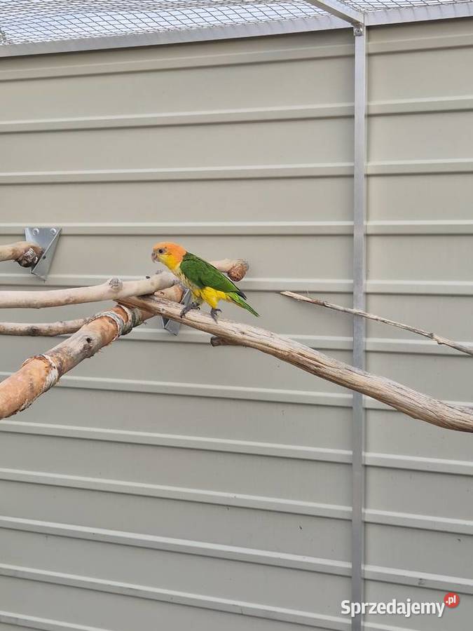 Barwinka białobrzucha samica sprzedam