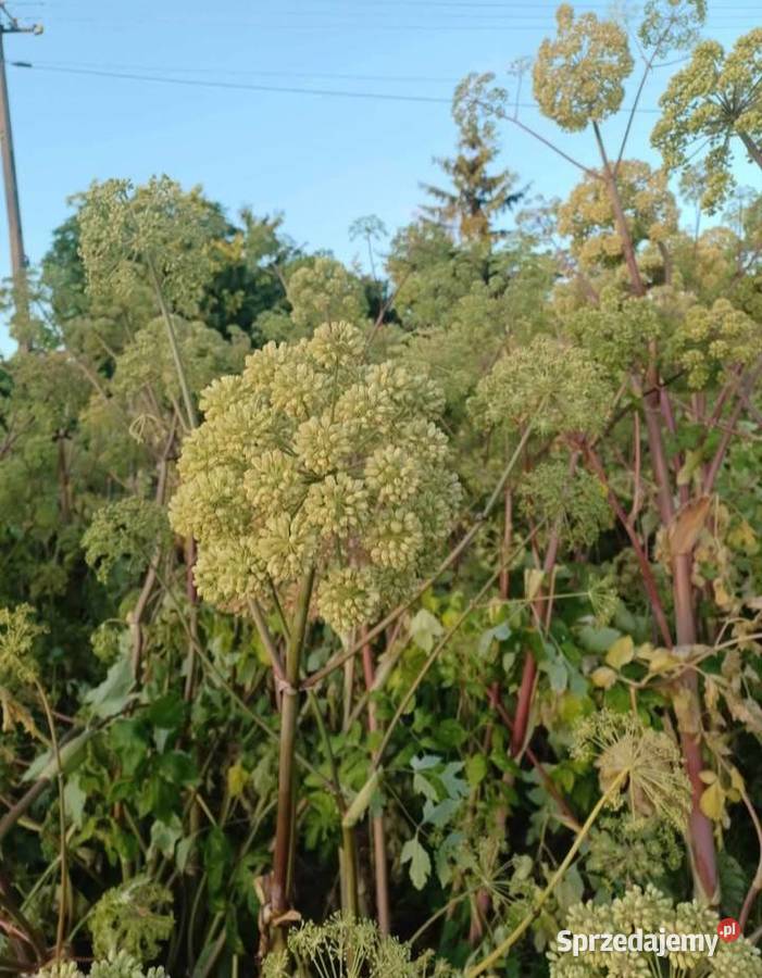 Nasiona arcydziegiel litwor Kraśniczyn