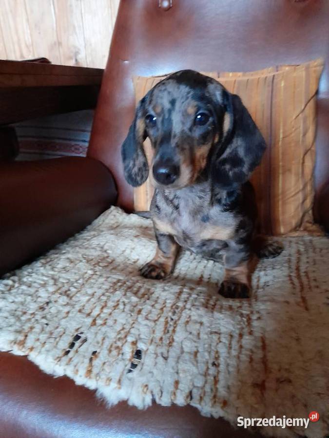 Jamnik krótkowłosy merle