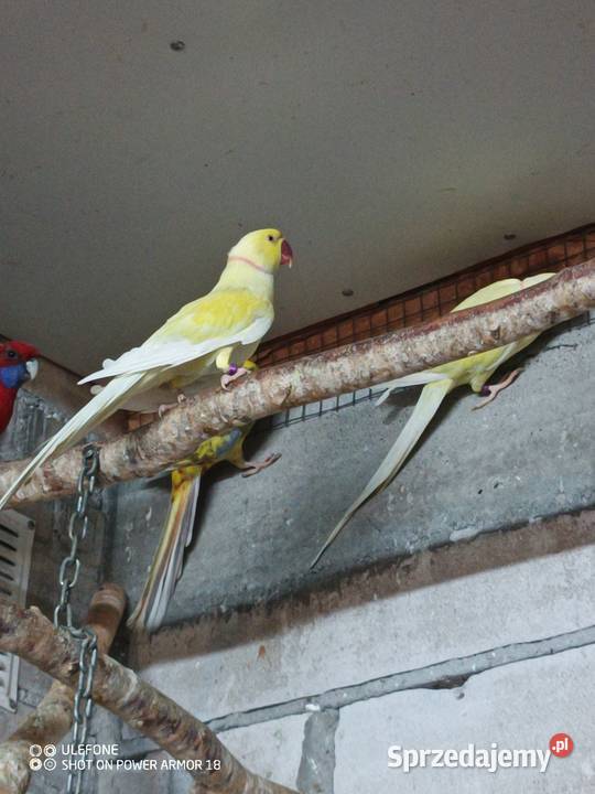 Aleksandretty dorosłe Sępólno Krajeńskie sprzedam