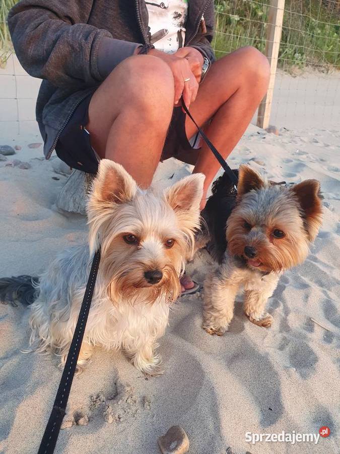 Sprzedam Pieski York