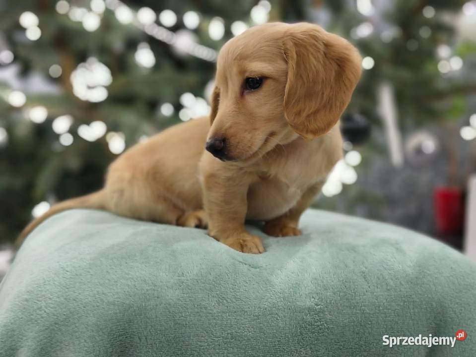 Jamnik długowłosy miniaturowy Dackel dachshund Żychlin