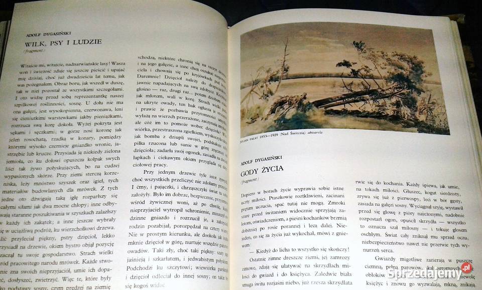 W głąb lasu Las w polskiej literaturze i sztuce Książki i Podręczniki Chełm