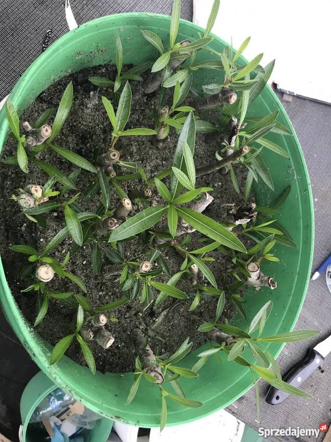 Gałązki oleander do ukorzenienia w wodzie małopolskie Brzeźnica