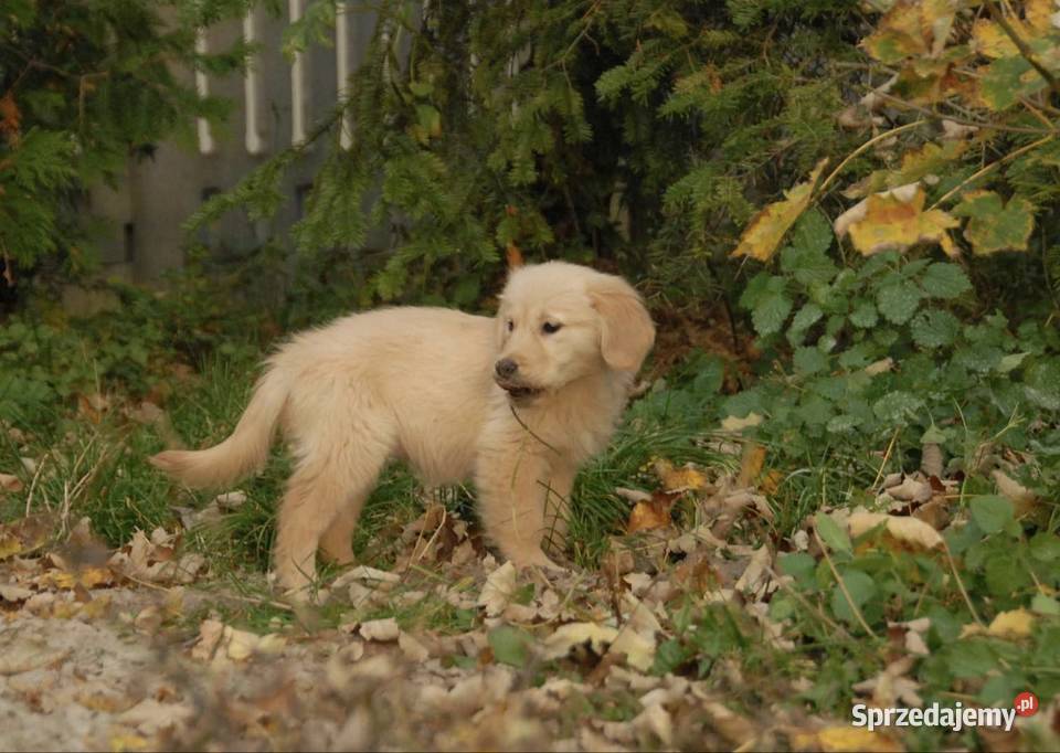 Golden Retriever Kargów