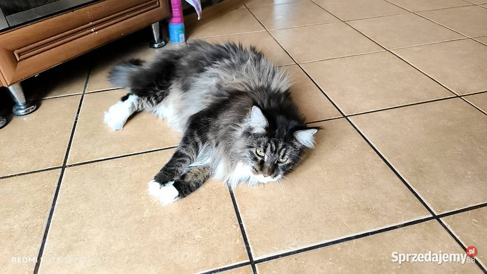 Maine coon kotka drapak kuweta klatka Wieszowa