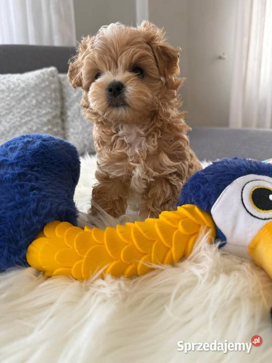 Maltipoo xxs pieski Lipsko sprzedam